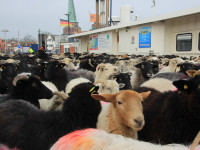 640 Schafe ziehen um